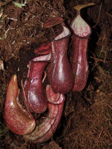 Lần đầu tiên phát hiện thực vật ăn thịt bẫy con mồi dưới lòng đất