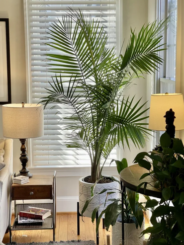 11 loại cây nhiệt đới lớn bạn có thể dễ dàng trồng trong phòng khách