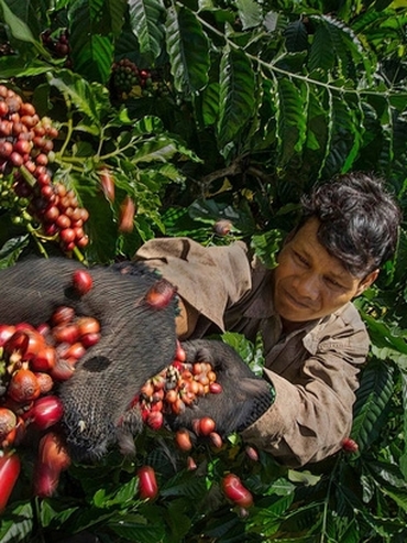 Sản lượng cà phê Việt Nam niên vụ 2021/2022 được dự báo chỉ đạt khoảng 1,2 triệu tấn, thấp hơn niên vụ trước