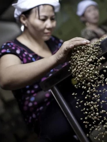 Bão Noru gây mưa lớn ảnh hưởng vành đai cà phê của Việt Nam