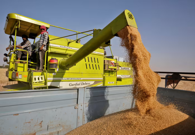 Ấn Độ cấm xuất khẩu lúa mì vì đợt nắng nóng hạn chế sản lượng, giá tăng cao - Ảnh 1.