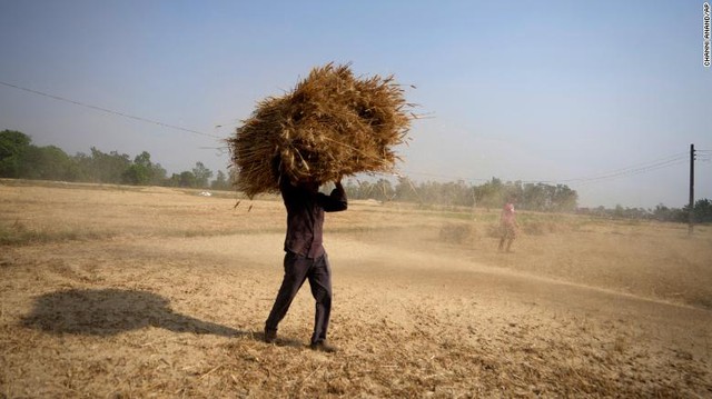 Vì sao Ấn Độ 'quay xe', cấm xuất khẩu lúa mì?

 - Ảnh 5.