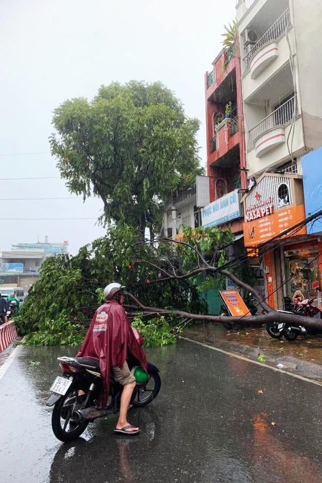 Cây xanh ở TP.HCM đổ hàng loạt do mưa lớn kèm gió giật mạnh- Ảnh 7.