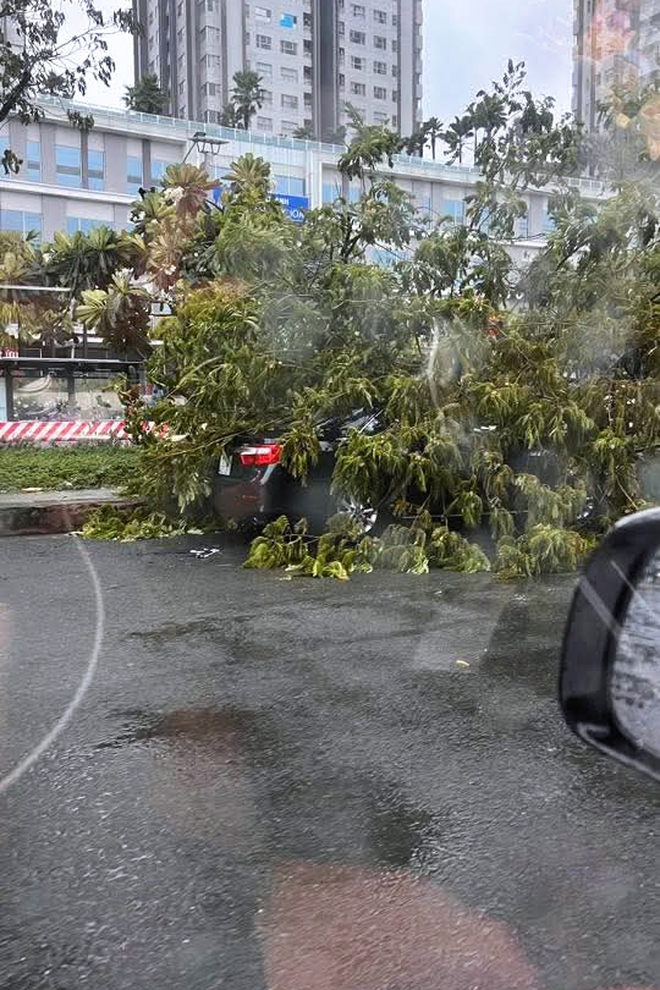 Cây xanh ở TP.HCM đổ hàng loạt do mưa lớn kèm gió giật mạnh- Ảnh 8.