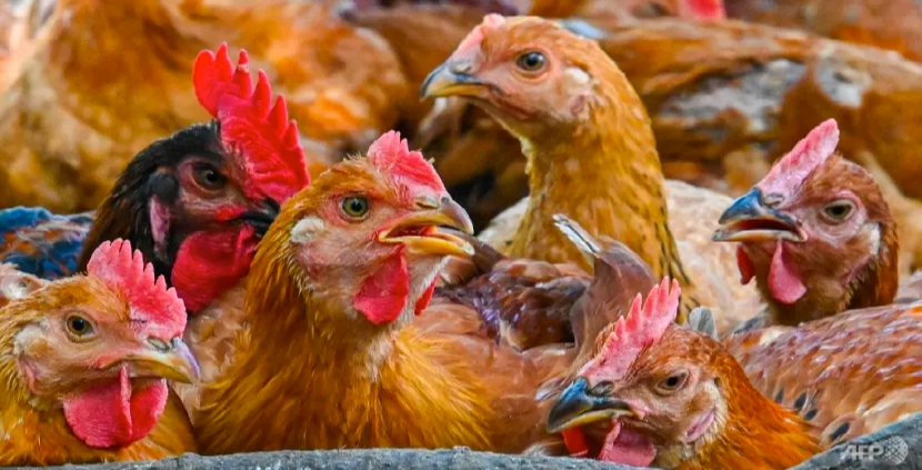 Malaysia dỡ bỏ lệnh cấm xuất khẩu thịt gà từ ngày 11/10 - Ảnh 1.
