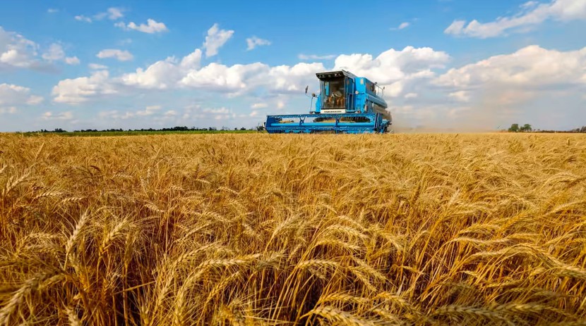 Giá lúa mì chạm mức thấp nhất 14 tháng do xuất khẩu của Nga tăng mạnh - Ảnh 1.