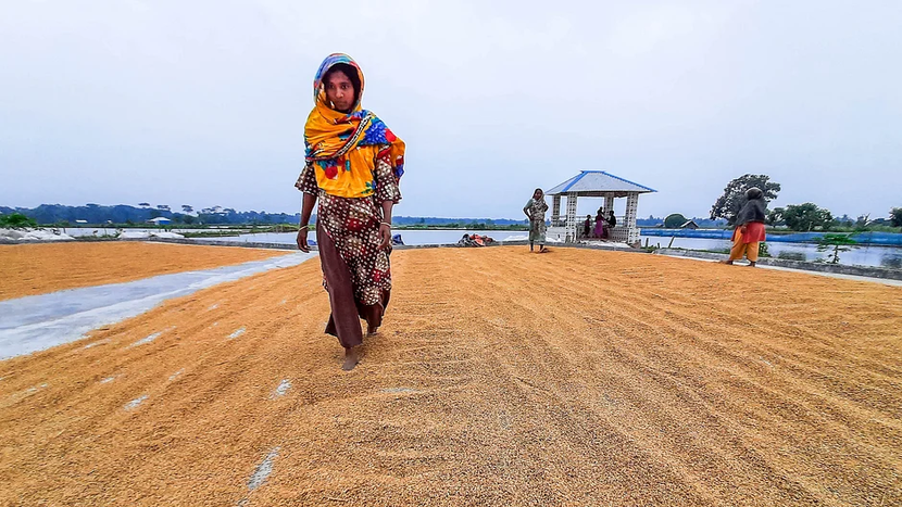 Đồng rupee suy yếu, dự trữ dồi dào kéo giá gạo Ấn Độ xuống mức thấp trong vòng 5 năm - Ảnh 1.