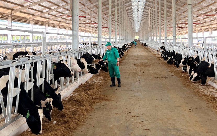 Trang trại Vinamilk Lao - Jagro tiếp nhận đàn bò sữa 1000 con đầu tiên nhập khẩu từ Mỹ - Ảnh 3.
