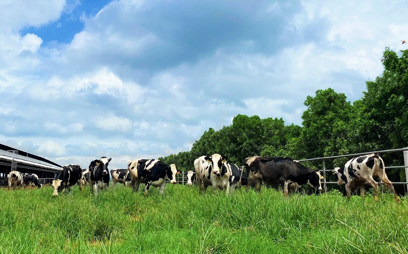 Hệ thống trang trại sinh thái Vinamilk Green Farm đón thêm 1.550 bò sữa nhập từ Mỹ - Ảnh 3.