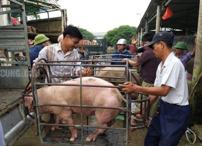 Dự báo giá heo hơi hôm tuần tới: Kỳ nghỉ lễ 2/9 có thể khiến giá heo tăng nhẹ - Ảnh 1.