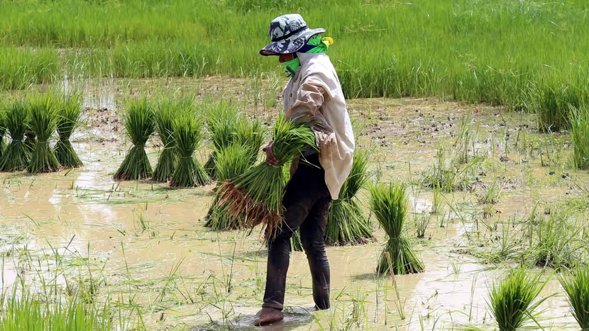 Việt Nam, Thái Lan sẽ họp bàn về việc tăng giá gạo xuất khẩu vào tháng 10 - Ảnh 1.