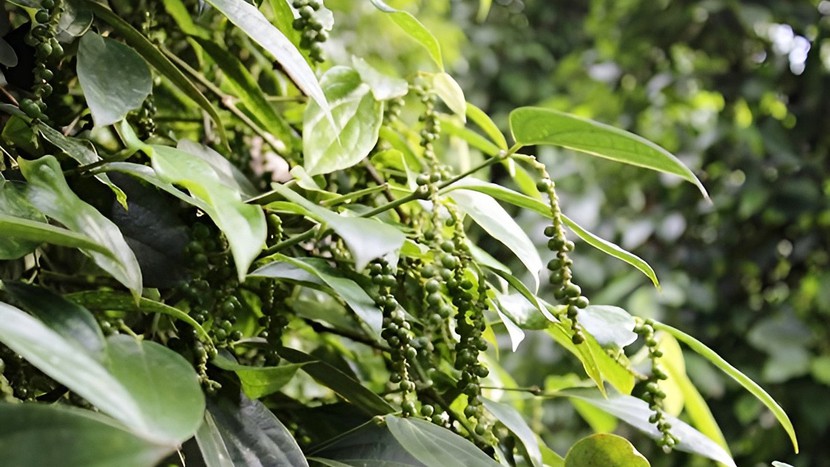 Giá tiêu hôm nay 12/10:  - Ảnh 1.