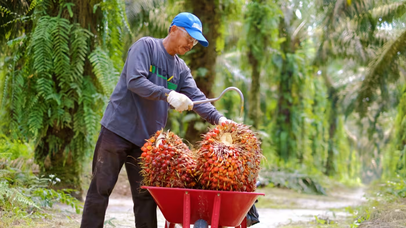 Nhà xuất khẩu dầu cọ Indonesia vật lộn với quy định mới của EU - Ảnh 1.