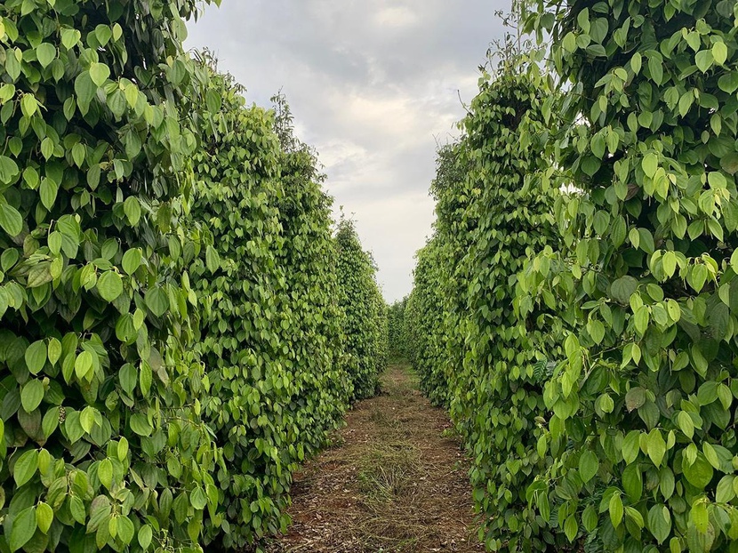 Giá tiêu hôm nay 18/10: Trong nước và thế giới đi ngang - Ảnh 1.