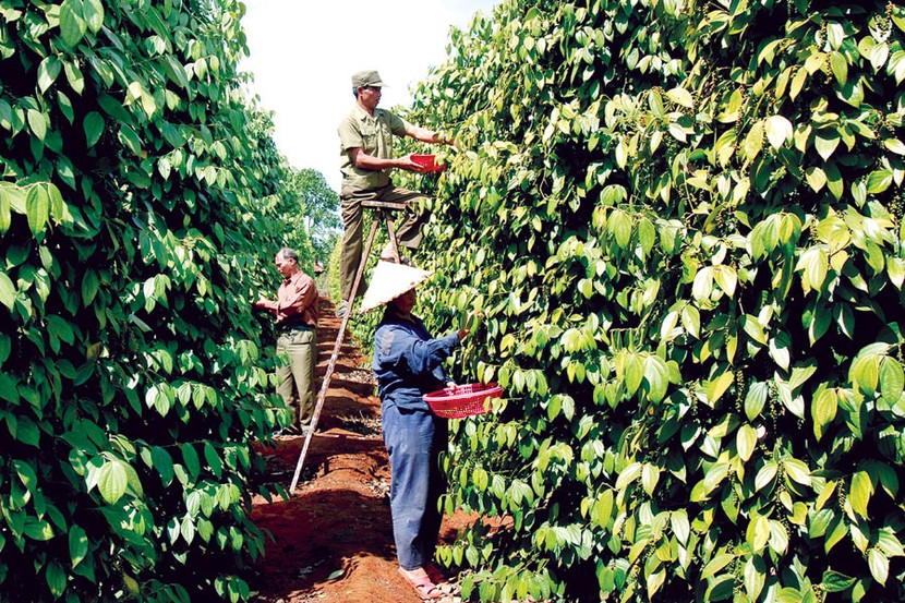 Giá tiêu hôm nay 2/10: Cao nhất tại Bà Rịa Vũng Tàu - Ảnh 1. Giá tiêu hôm nay 2/10: Cao nhất tại Bà Rịa Vũng Tàu - Ảnh 1.