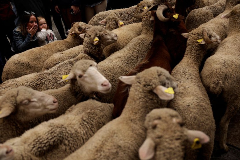 Hàng ngàn con cừu 'di dân' trên đường phố Madrid - Ảnh 6.