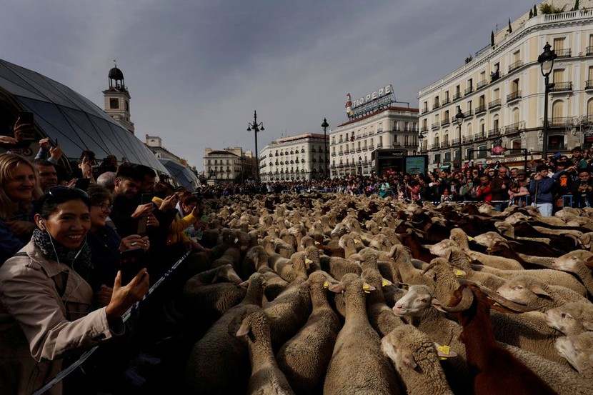 Hàng ngàn con cừu 'di dân' trên đường phố Madrid - Ảnh 5.