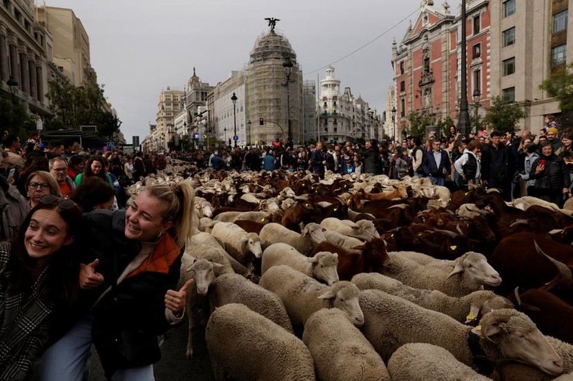 Hàng ngàn con cừu 'di dân' trên đường phố Madrid - Ảnh 1.