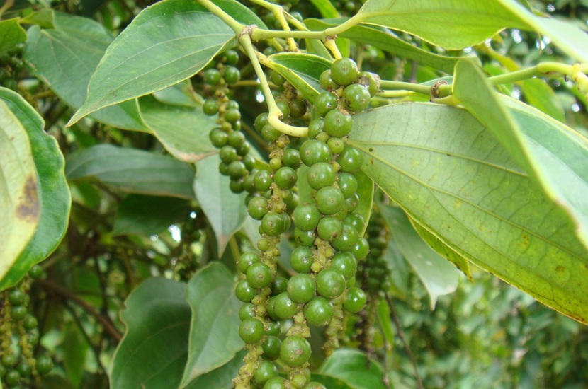 Giá tiêu hôm nay 28/10 - Ảnh 1.