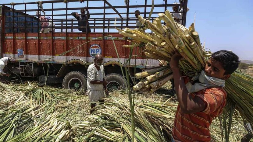 Nông dân và nhà sản xuất ở Ấn Độ đồng loạt 'kêu trời' vì cây mía đường- Ảnh 1.