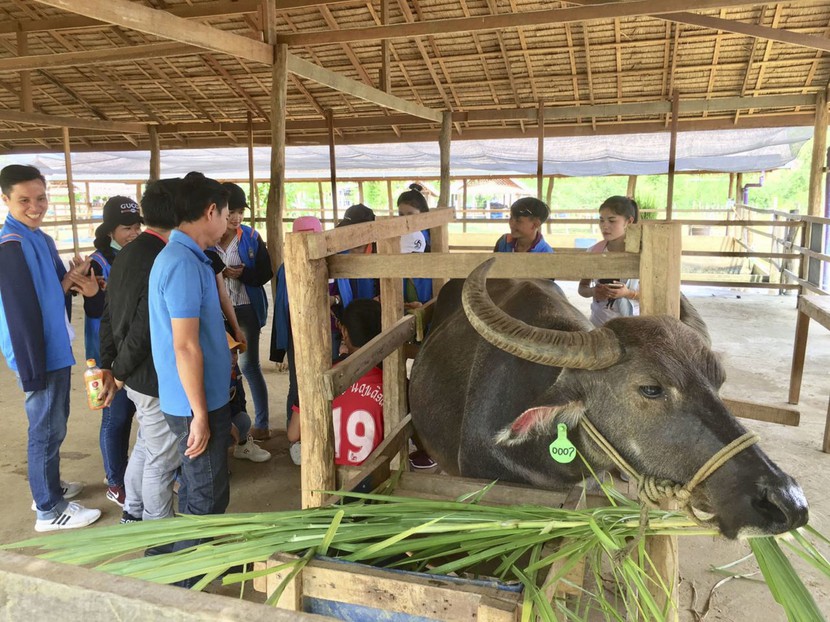 Độc đáo trang trại nuôi trâu lấy sữa đầu tiên ở Lào - Ảnh 3.