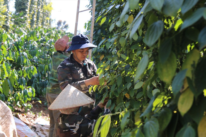 Giá tiêu hôm nay 24/11: Dao động 69.500 - 72.000 đồng/kg- Ảnh 1. Giá tiêu hôm nay 24/11: Dao động 69.500 - 72.000 đồng/kg- Ảnh 1.