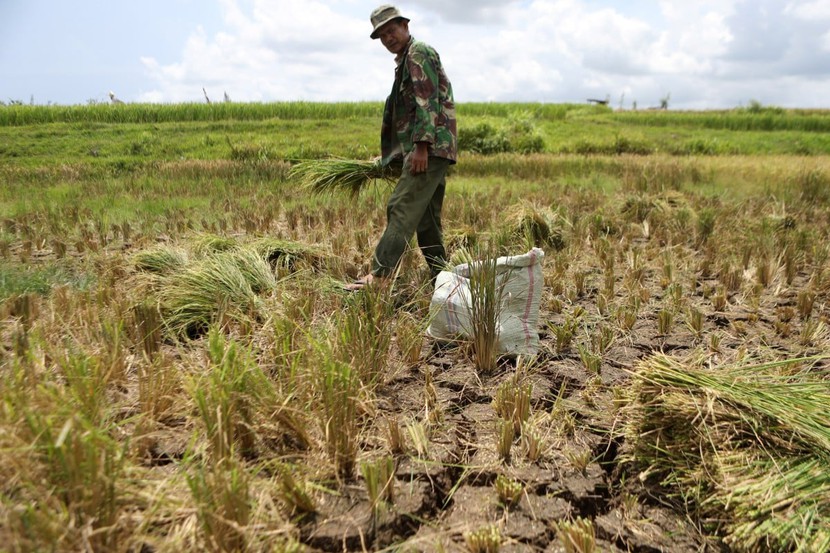 El Nino đe dọa vựa lúa Đông Nam Á- Ảnh 1.