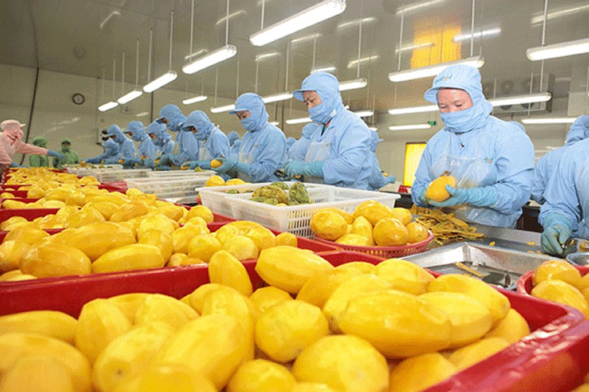 Chưa hết năm 2023, xuất khẩu rau quả đã lập kỷ lục 5 tỷ USD- Ảnh 1.