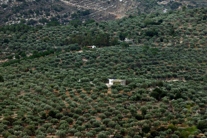 Nông dân ở Lebanon thu hoạch ô liu bất chấp lửa đạn chiến tranh  - Ảnh 3.
