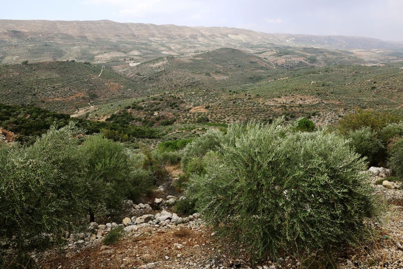 Nông dân ở Lebanon thu hoạch ô liu bất chấp lửa đạn chiến tranh  - Ảnh 4.