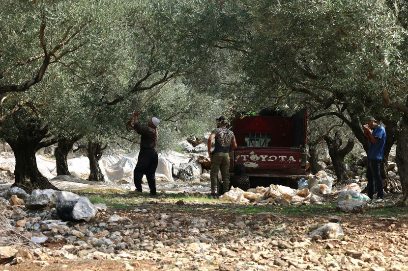 Nông dân ở Lebanon thu hoạch ô liu bất chấp lửa đạn chiến tranh  - Ảnh 6.