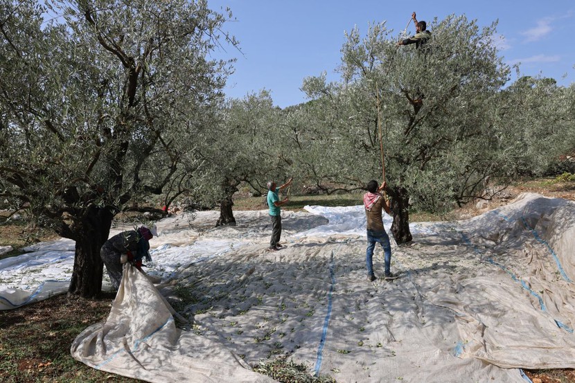 Nông dân ở Lebanon thu hoạch ô liu bất chấp lửa đạn chiến tranh  - Ảnh 8.
