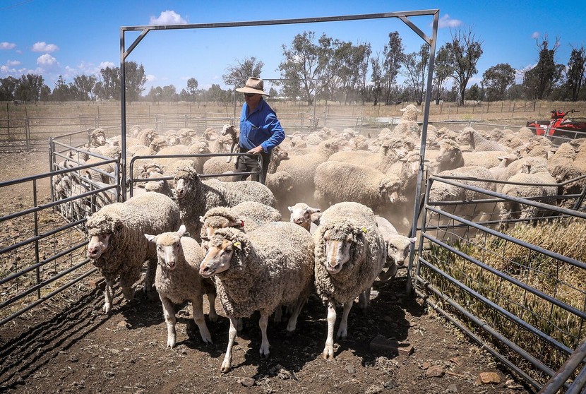 Nông dân Úc tặng cừu miễn phí khi mất giá 75% - Ảnh 1.