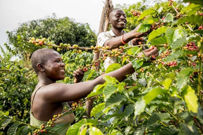 Các công ty cà phê quay lưng với châu Phi khi luật phá rừng của EU sắp có hiệu lực- Ảnh 2.
