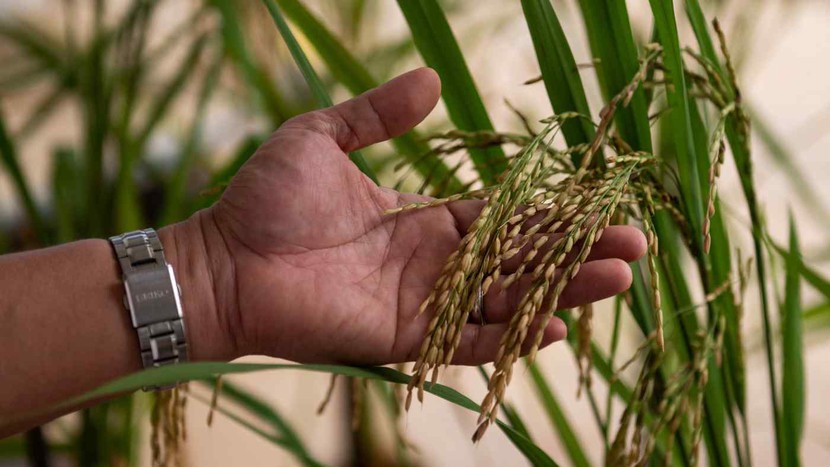 Philippines gia hạn cắt giảm thuế nhập khẩu gạo để chống lạm phát- Ảnh 1.