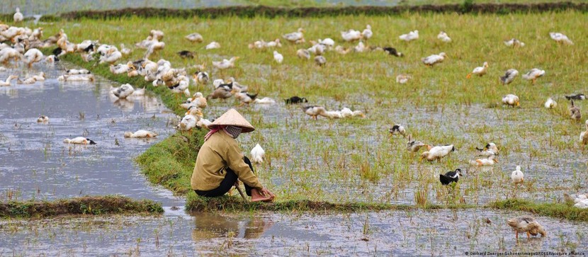 Việt Nam và các nước Đông Nam Á được hưởng lợi từ 'cú hích' nông nghiệp xanh của EU?   - Ảnh 1.
