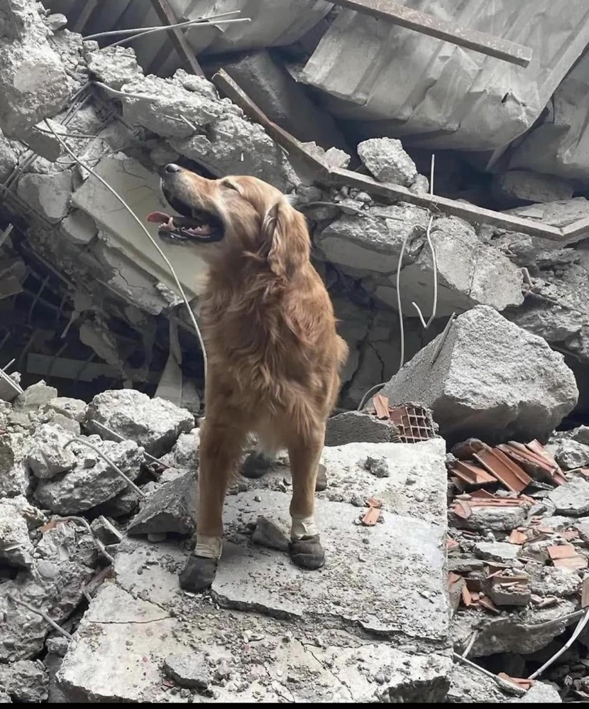 Động đất ở Thổ Nhĩ Kỳ: Số người chết vượt 46.000, vẫn tìm được người sống sót

 - Ảnh 2.