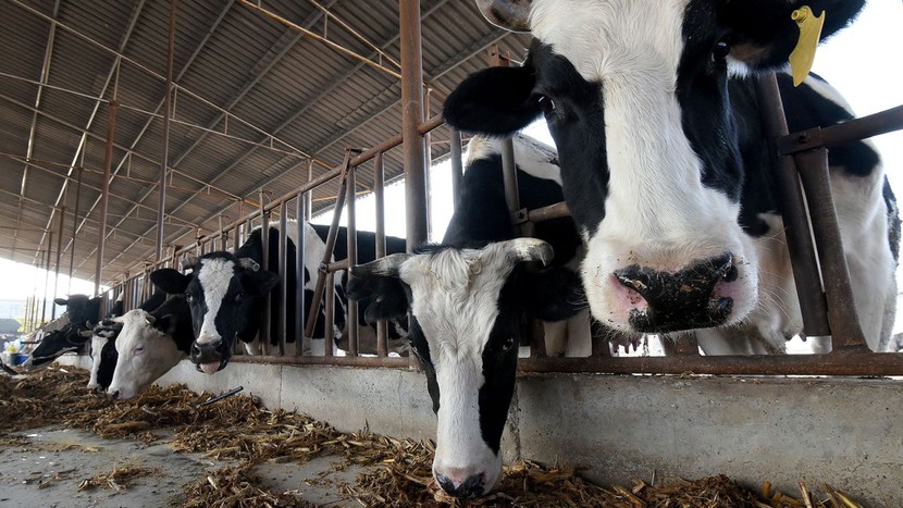 Trung Quốc nhân bản thành công 'siêu bò', có khả năng cho 100 tấn sữa   - Ảnh 1.