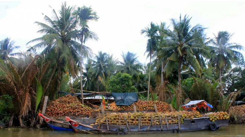 Giá dừa giảm sâu, người trồng dừa thua lỗ - Ảnh 1.