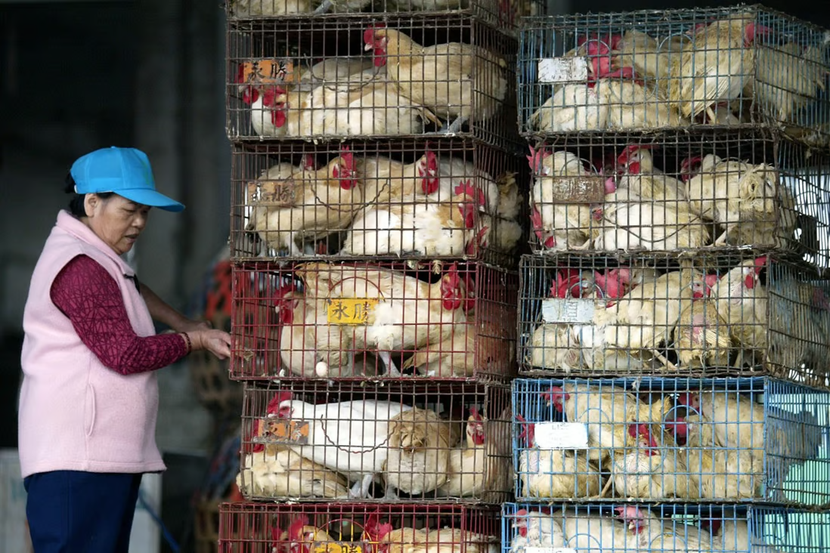 Đài Loan nhập 50.000 con gà mái giải quyết tình trạng thiếu trứng trầm trọng - Ảnh 1.