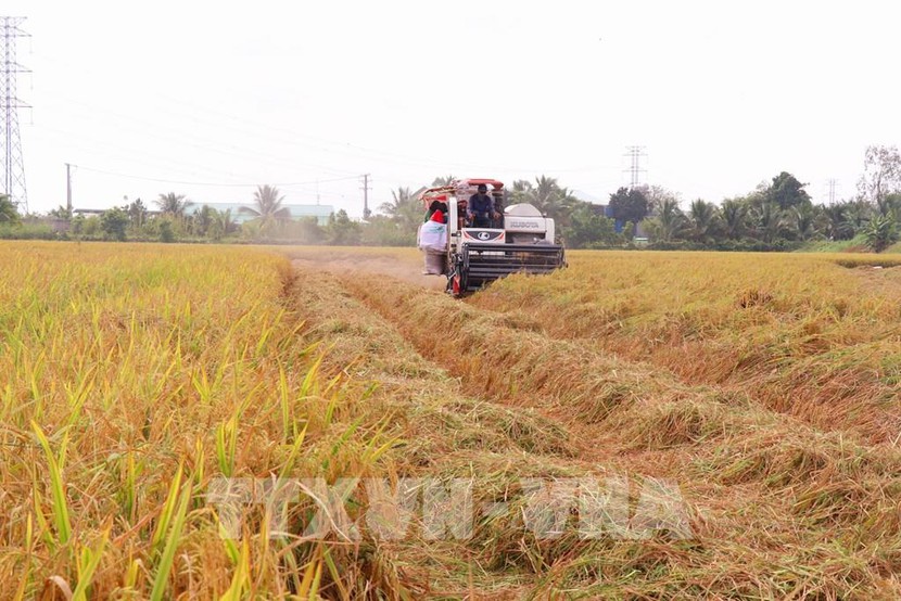 Nhu cầu đối với gạo Việt Nam tăng mạnh - Ảnh 1.