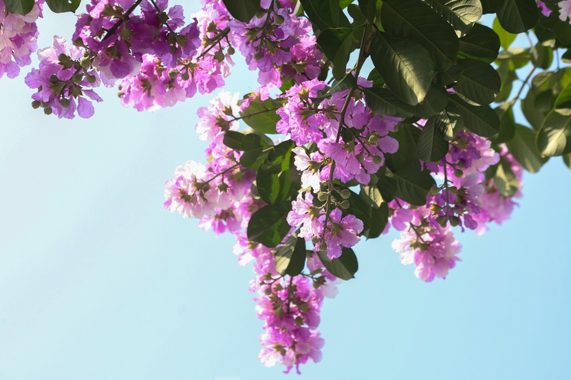 Tháng 5 nhuộm tím màu hoa bằng lăng mùa hạ - Ảnh 7.