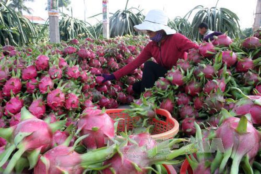 Nhiều dư địa cho nông sản, thực phẩm Việt tại thị trường Trung Quốc - Ảnh 1.