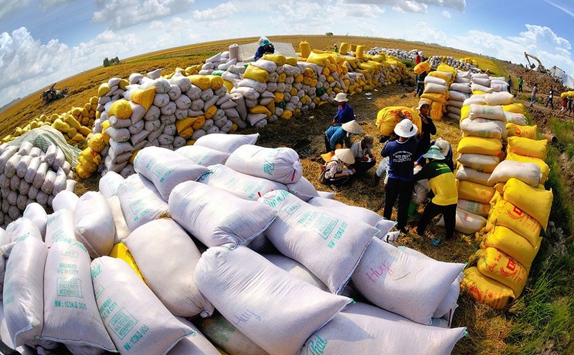 Xuất khẩu gạo tăng mạnh nhất trong 10 năm - Ảnh 1.