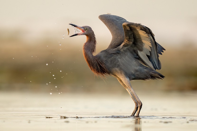 Những bức ảnh tuyệt đẹp về loài chim đạt giải thưởng Audubon - Ảnh 5.