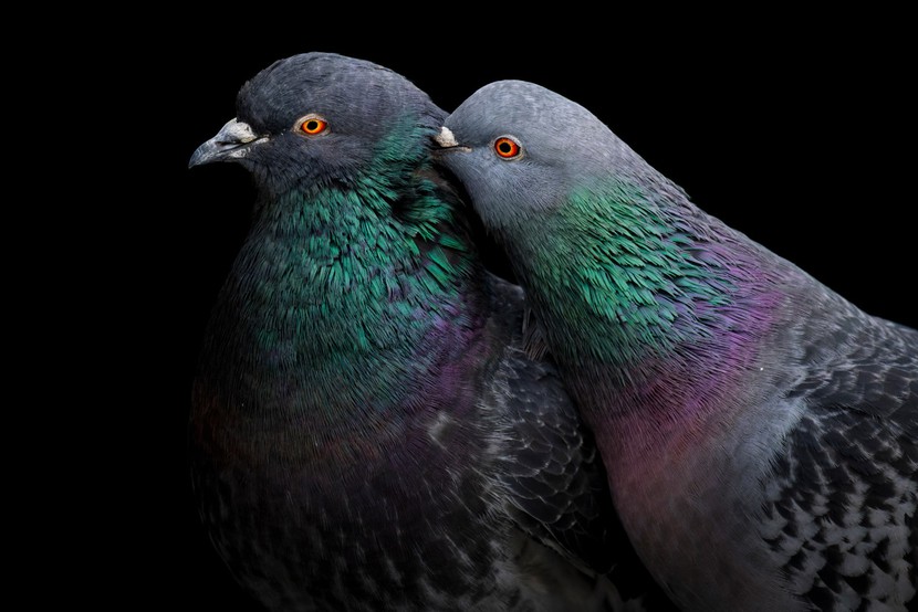 Những bức ảnh tuyệt đẹp về loài chim đạt giải thưởng Audubon - Ảnh 1.