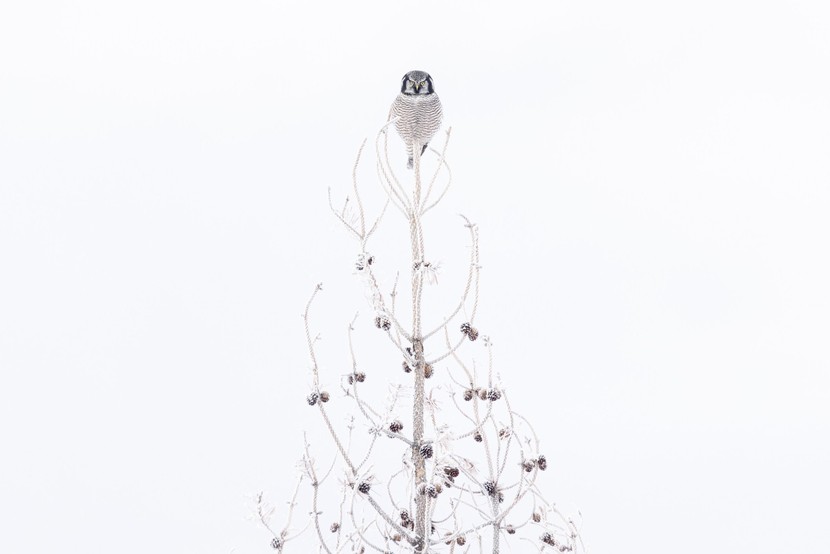 Những bức ảnh tuyệt đẹp về loài chim đạt giải thưởng Audubon - Ảnh 3.