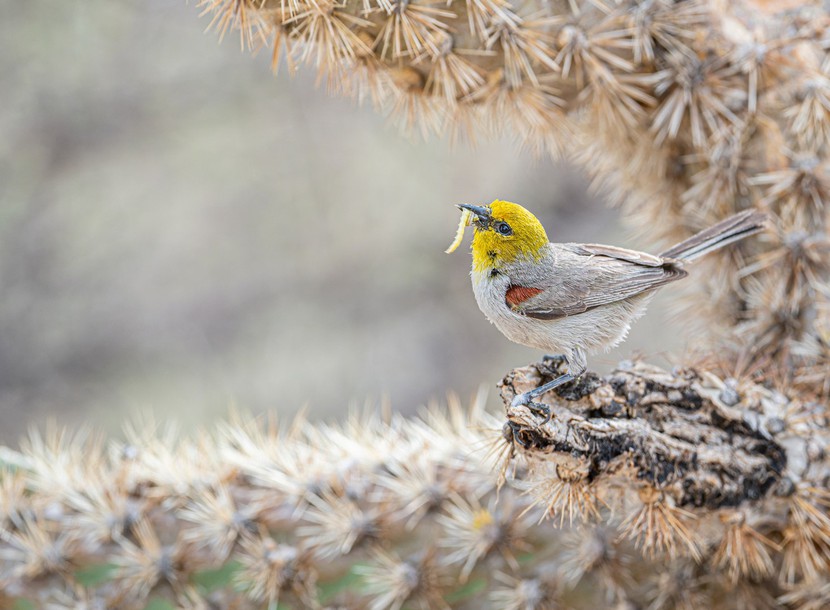 Những bức ảnh tuyệt đẹp về loài chim đạt giải thưởng Audubon - Ảnh 6.