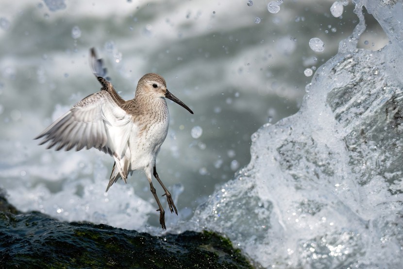 Những bức ảnh tuyệt đẹp về loài chim đạt giải thưởng Audubon - Ảnh 8.