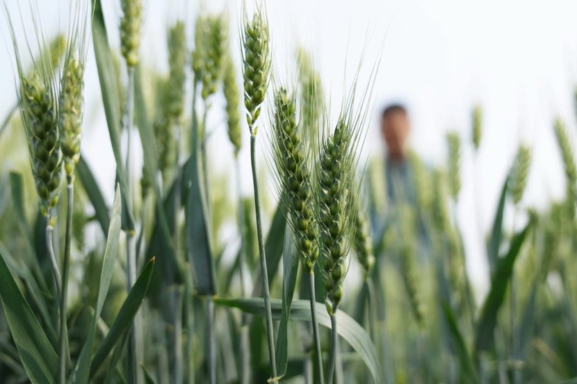 Alibaba thuê các nhà khoa học hạt giống trong bối cảnh nhu cầu an ninh lương thực ngày càng tăng ở Trung Quốc - Ảnh 1.